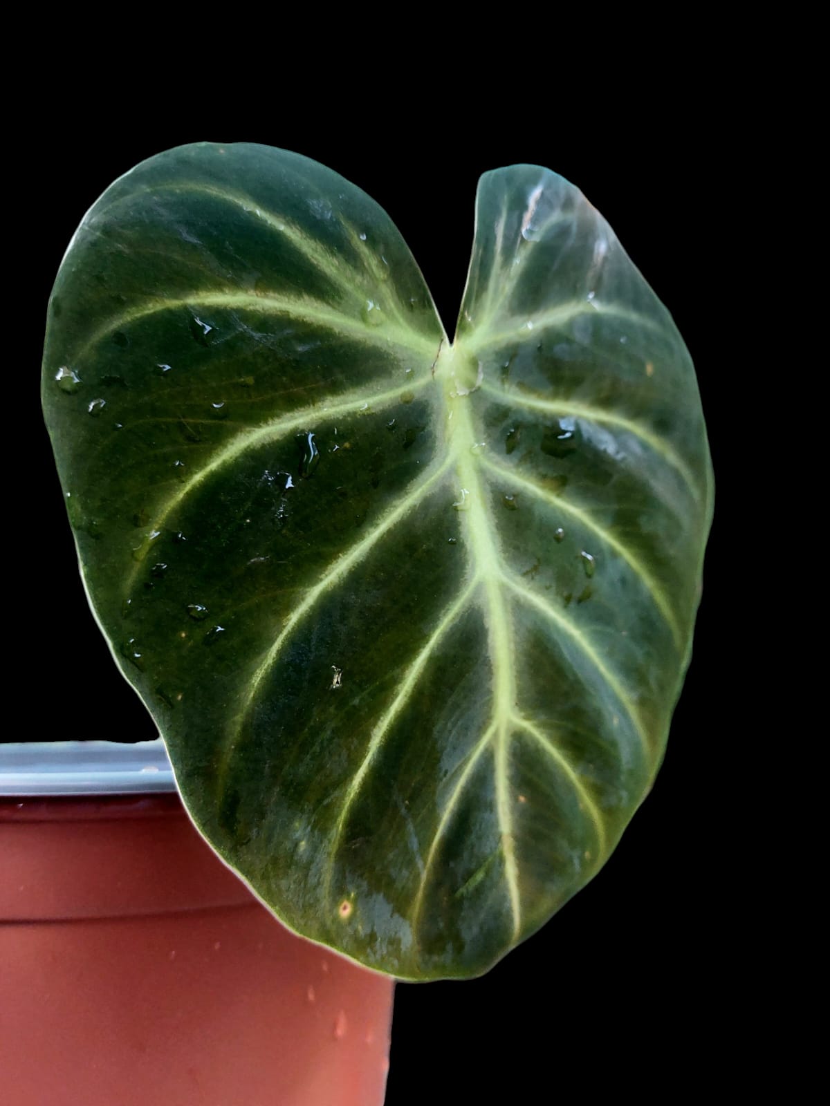 Philodendron Luxirians