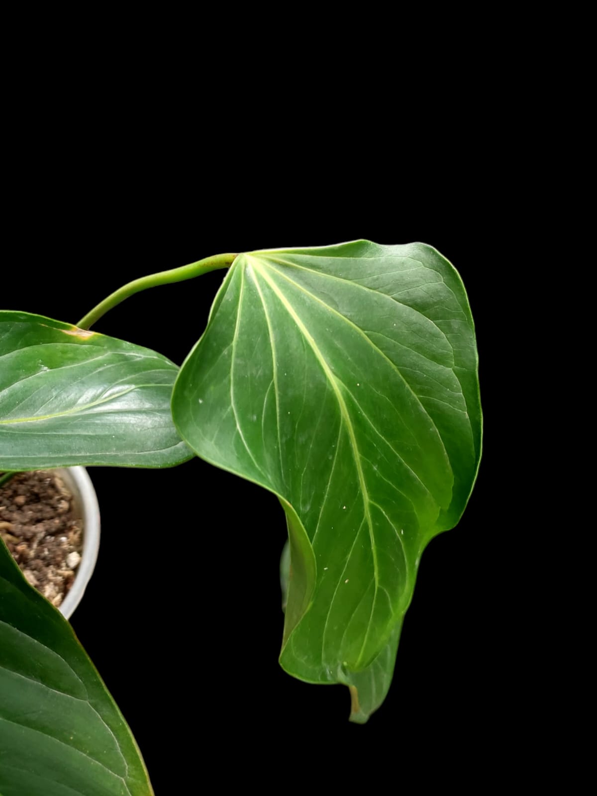 Anthurium sp. 'Deltoide' XSmall Size (EXACT PLANT)