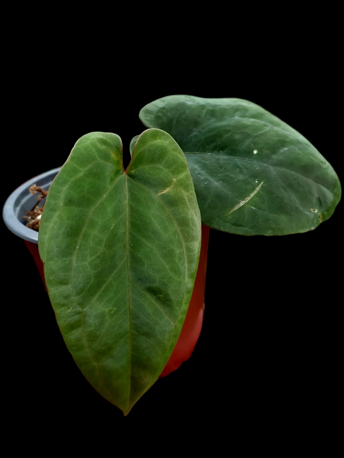 Anthurium Dressleri RG 'Dark Petiole' ecotype (EXACT PLANT)