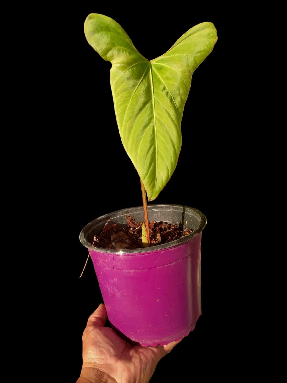 Anthurium sp. 'Tinguense' (EXACT PLANT)