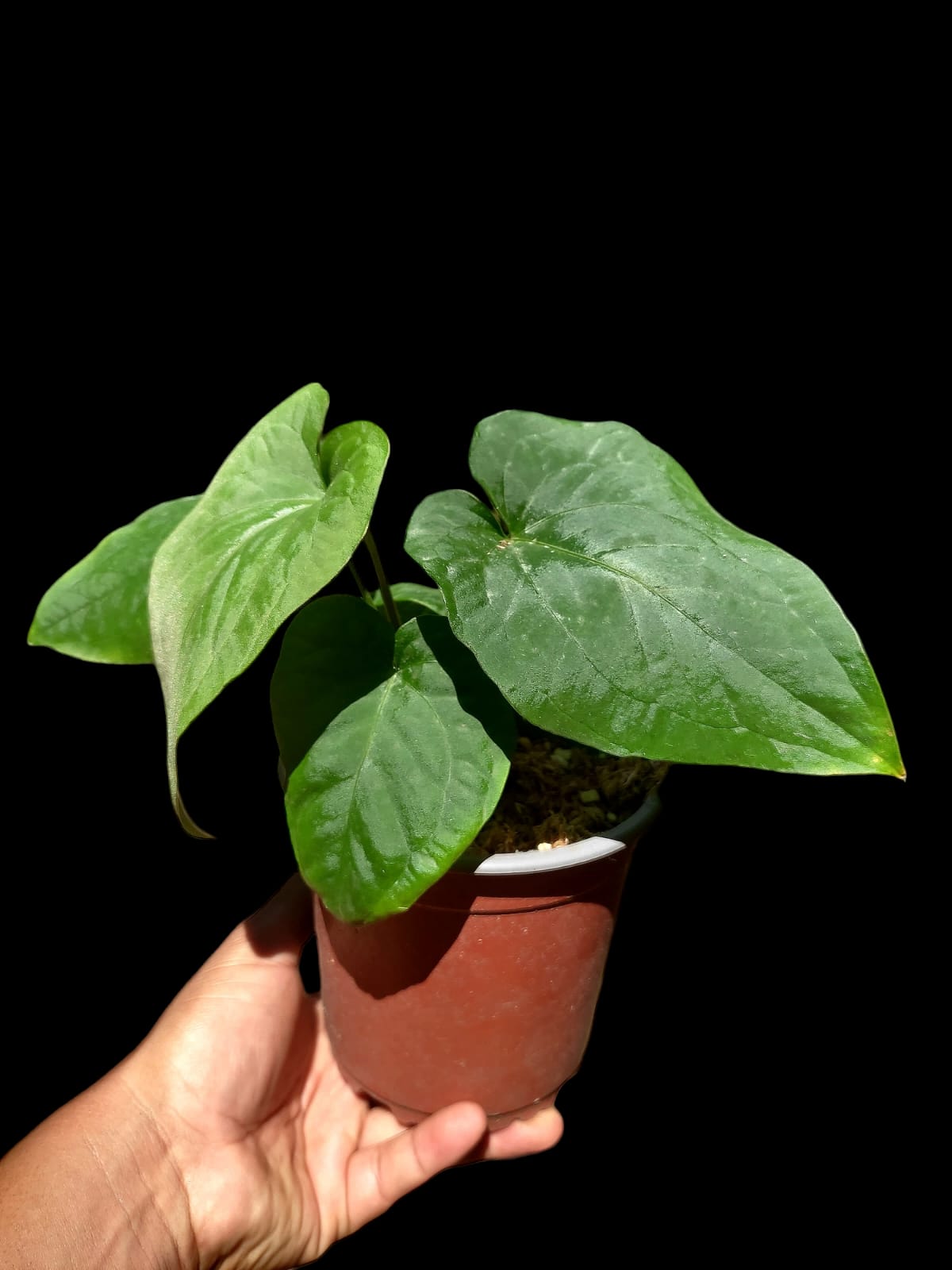 Anthurium Kunayalense Ecotype (EXACT PLANT) A0045