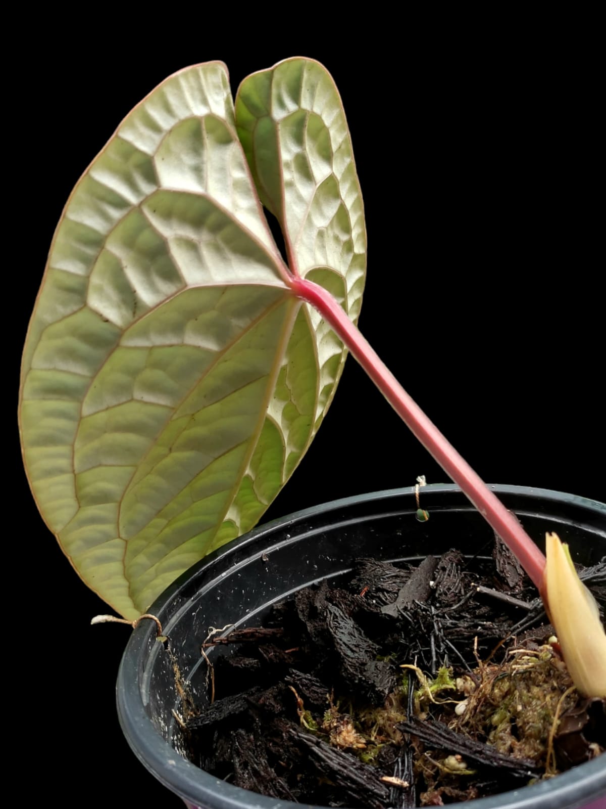 Anthurium Luxurians (EXACT PLANT)