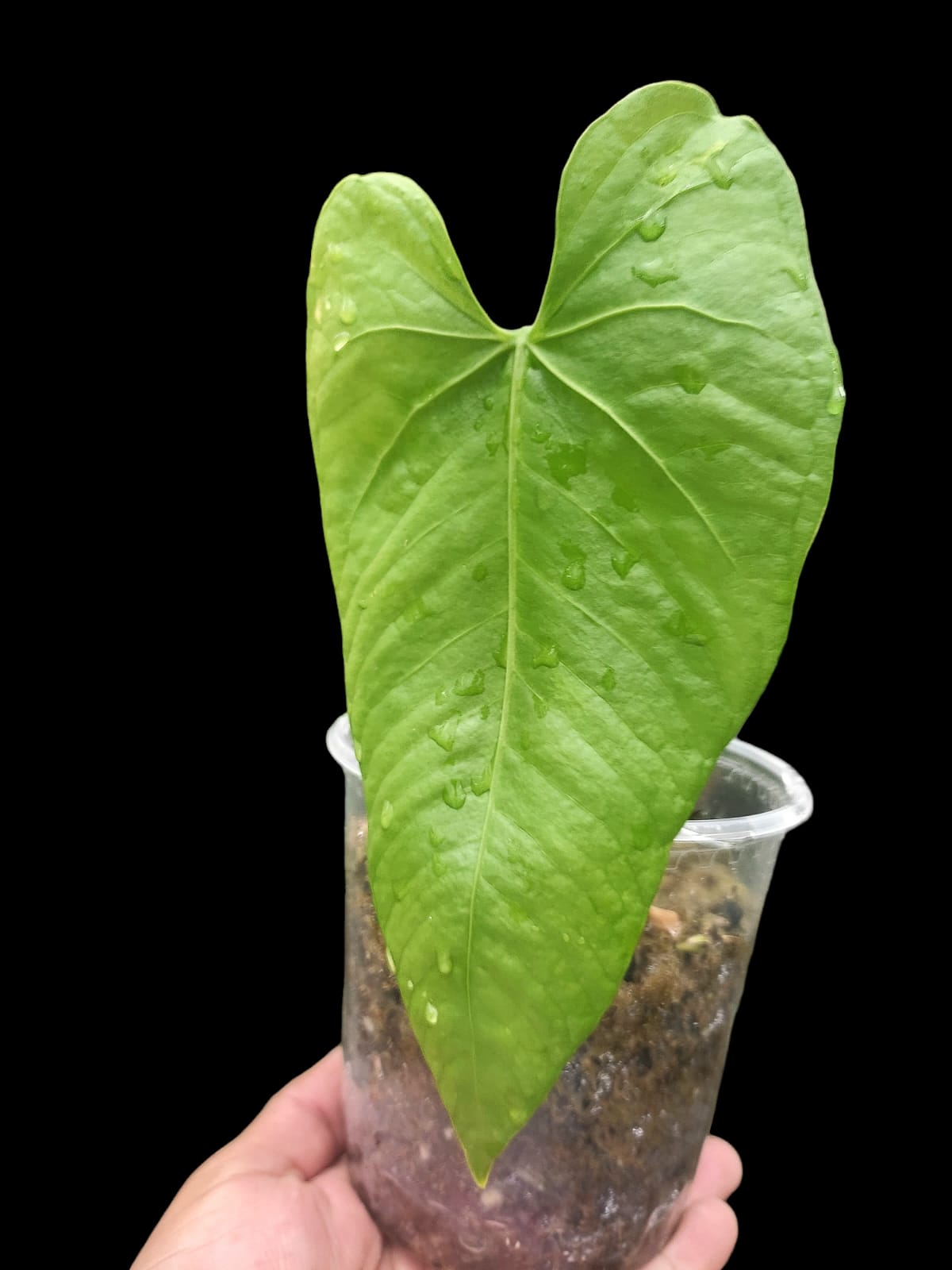 Anthurium sp. "Cachiyacu" (EXACT PLANT)