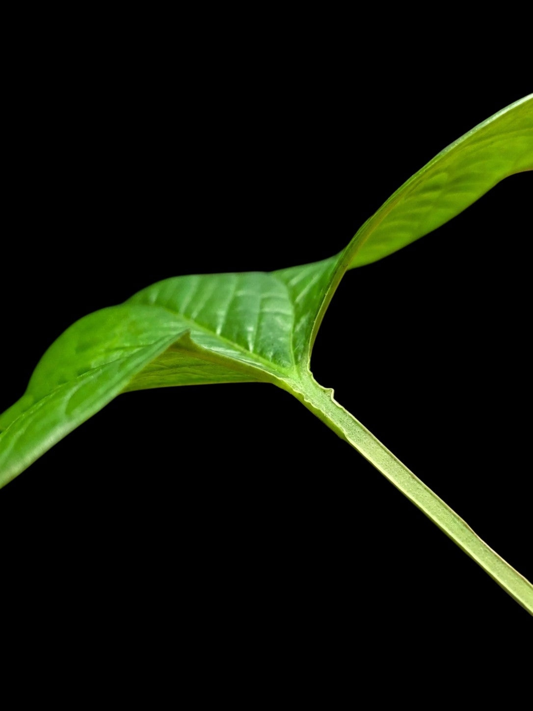 Anthurium sp. 'El Oriente Bullate' Wild Ecotype (EXACT PLANT)
