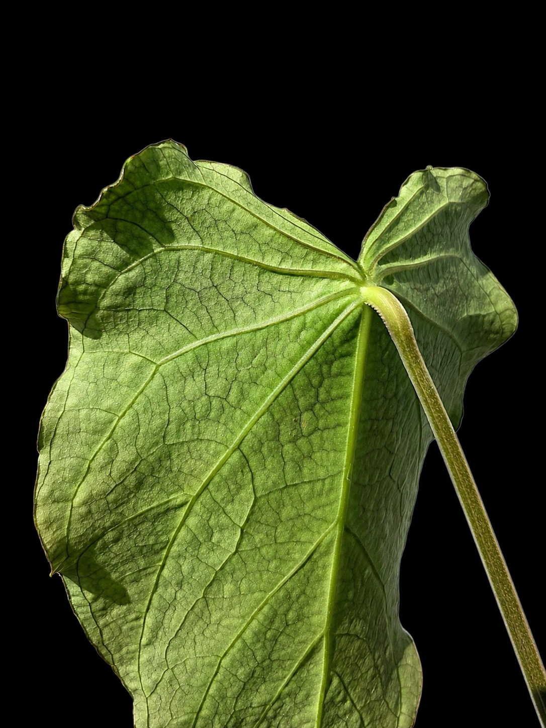 Anthurium sp. 'Andinum Lattice Crispus' Wild Ecotype (EXACT PLANT)