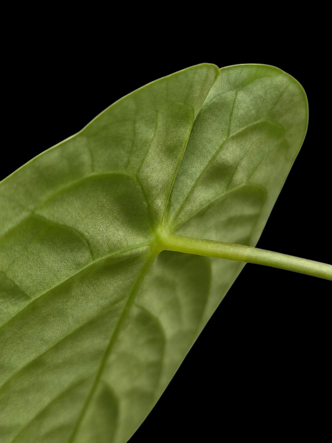 Anthurium sp. 'Tarapoto Dark Velvet' Wild Ecotype (EXACT PLANT)