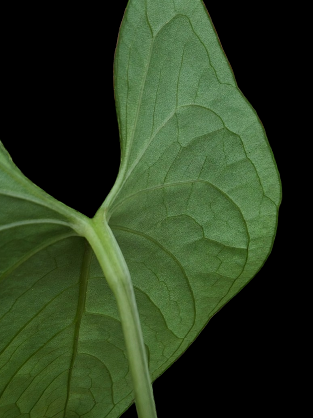 Anthurium sp. 'Peru Dark' Wild Ecotype (EXACT PLANT)