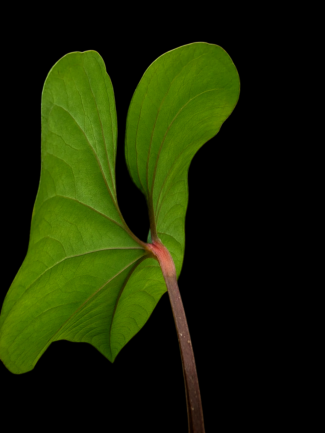 Anthurium sp. 'Huanuco Velvet' Dark Petiole BIG Plant (EXACT PLANT)