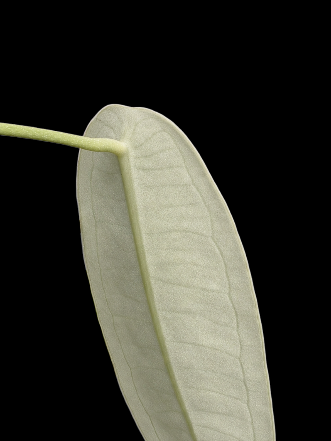Anthurium sp. "Little Ghost" Wild Ecotype (EXACT PLANT)