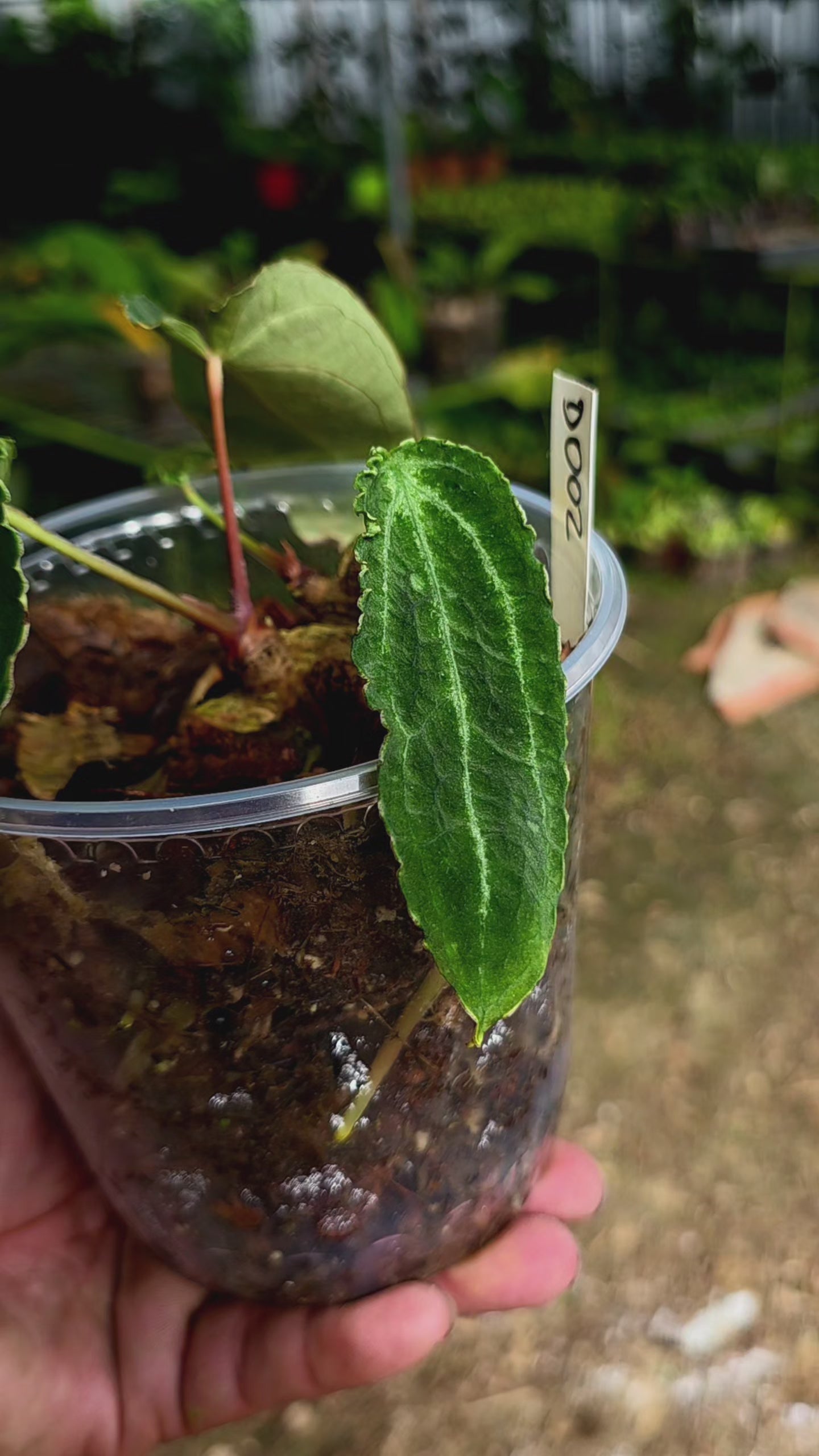 Anthurium sp. 'Andinum Lattice Crispus' Metamorphosis Phenotype