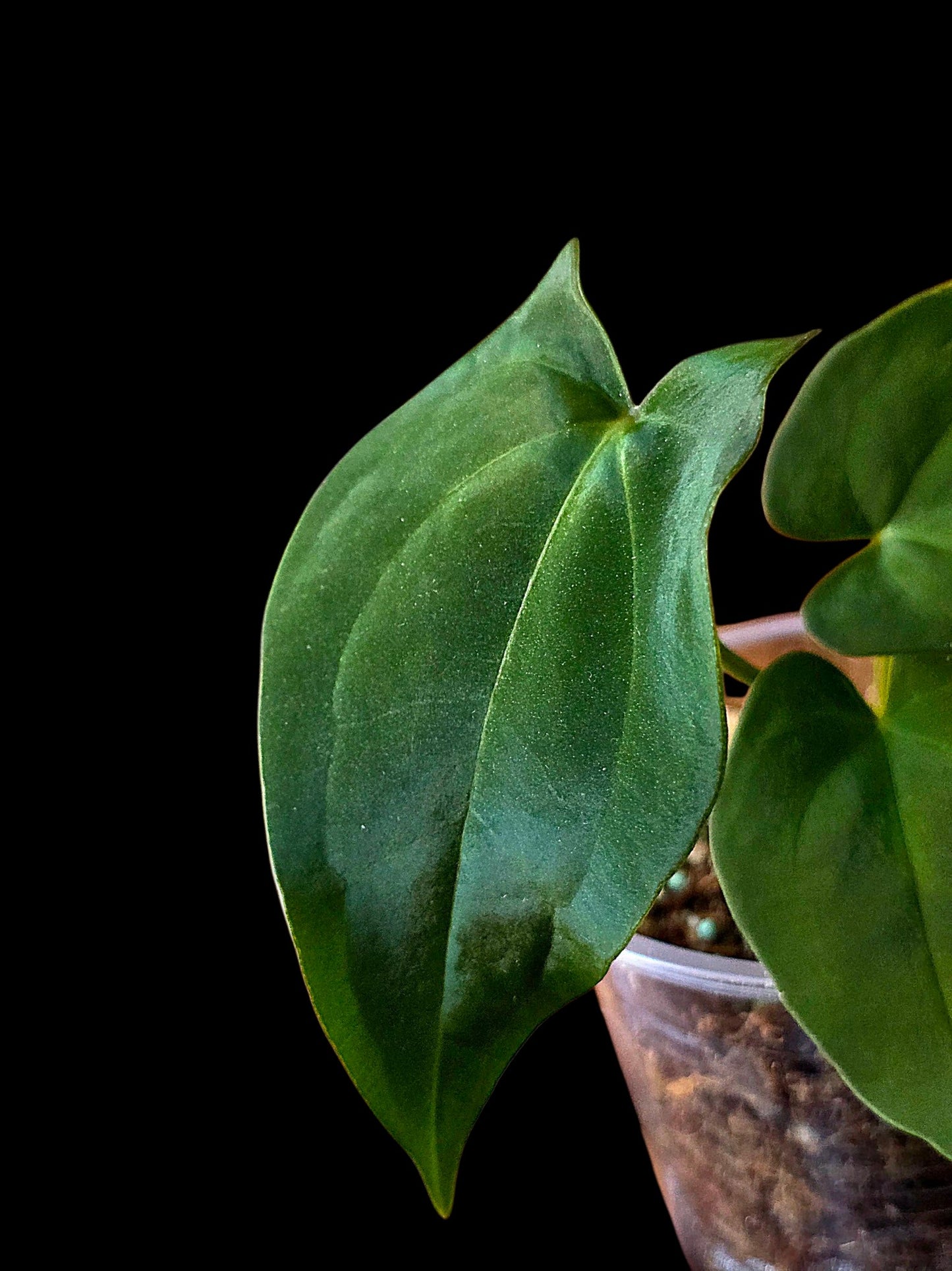 Anthurium Dressleri X Papillilaminum (EXACT PLANT)