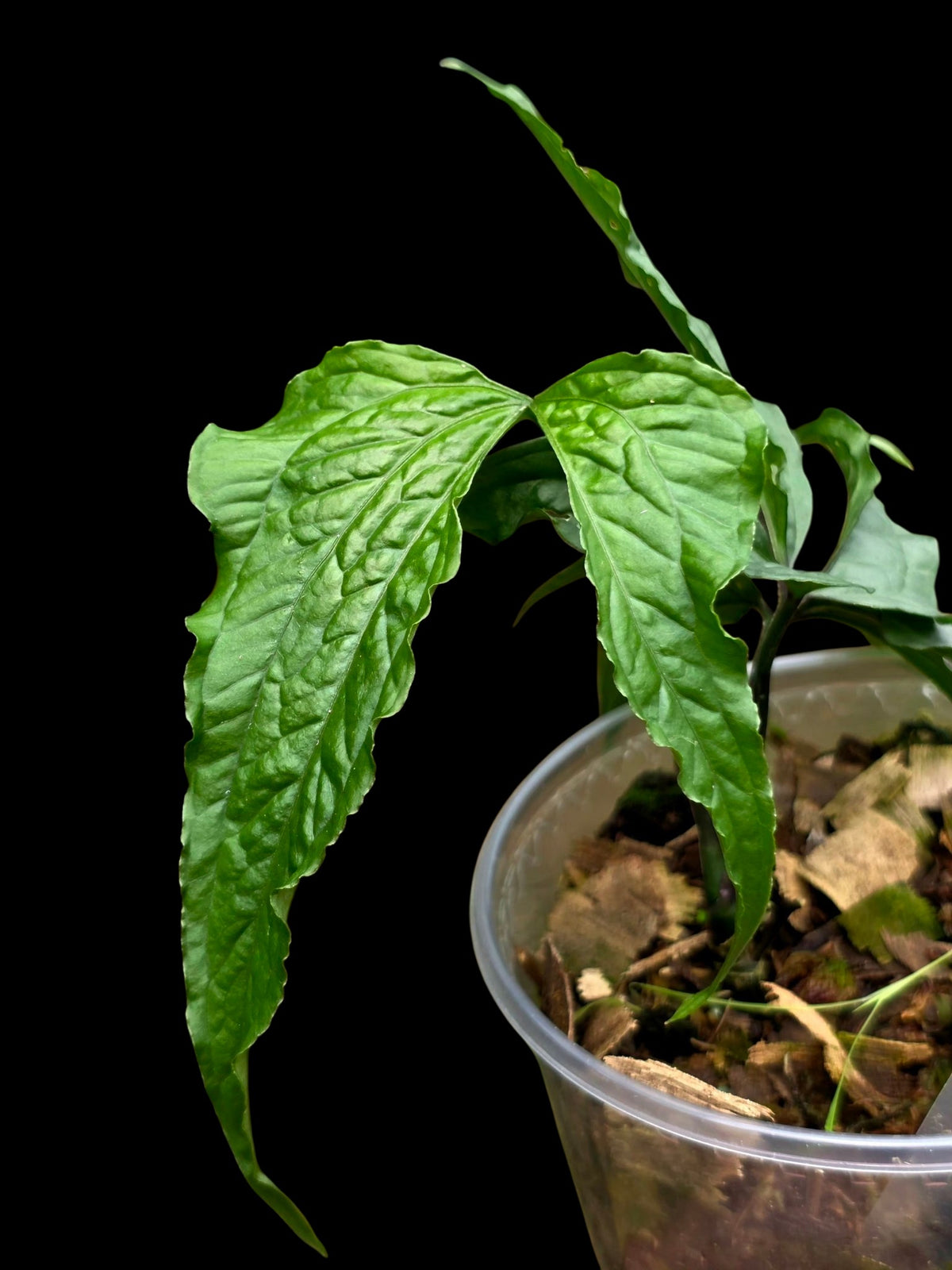 Anthurium sp. 'Abiseo Silver Fingers' (EXACT PLANT)