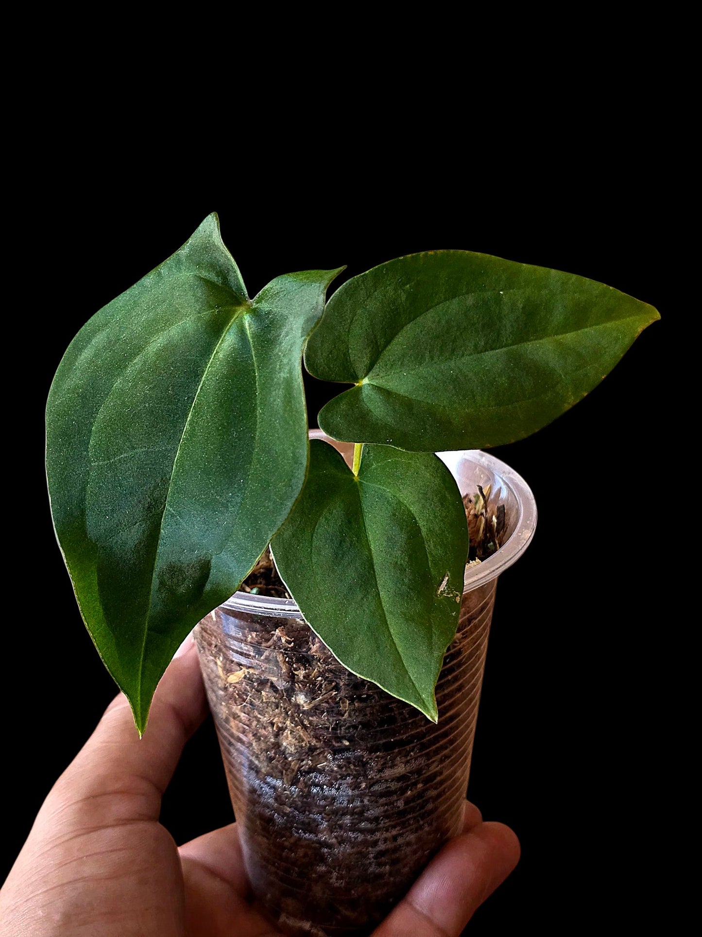 Anthurium Dressleri X Papillilaminum (EXACT PLANT)