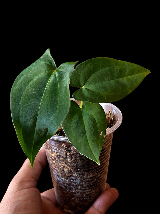 Anthurium Dressleri X Papillilaminum (EXACT PLANT)