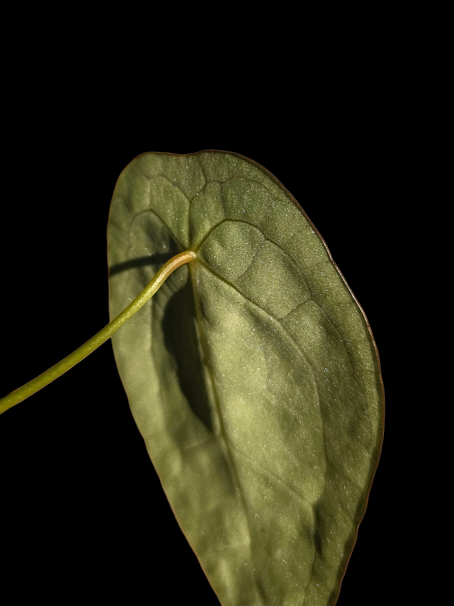 Anthurium Forgetii Narrow Form (EXACT PLANT)