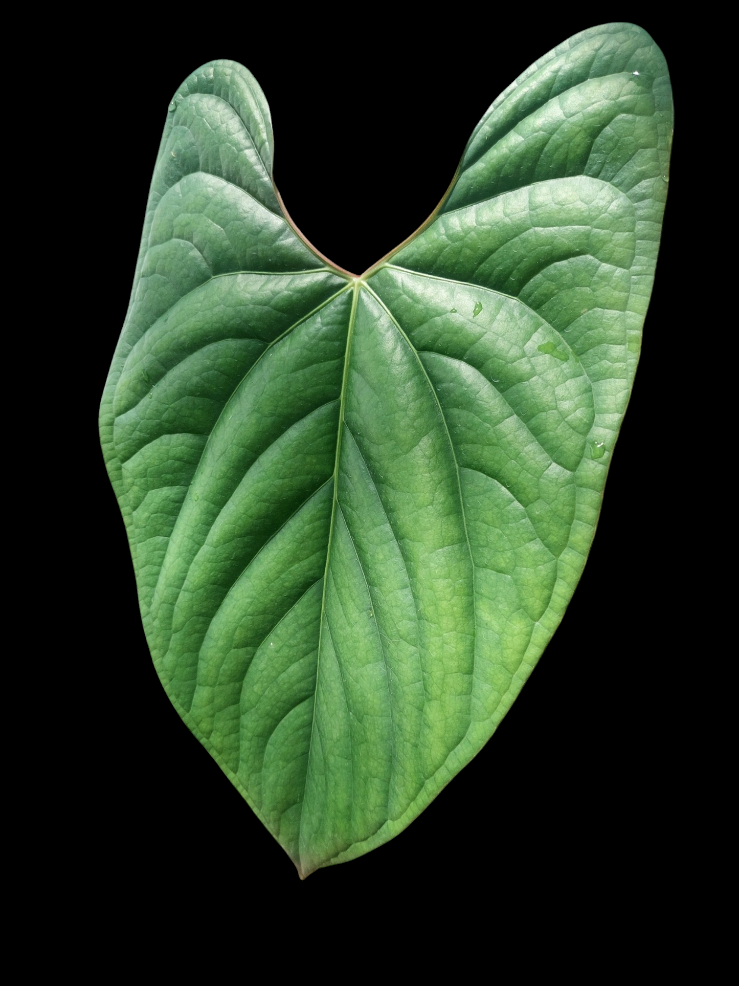 Anthurium sp. 'Iquitos' BIG PLANT' (EXACT PLANT)