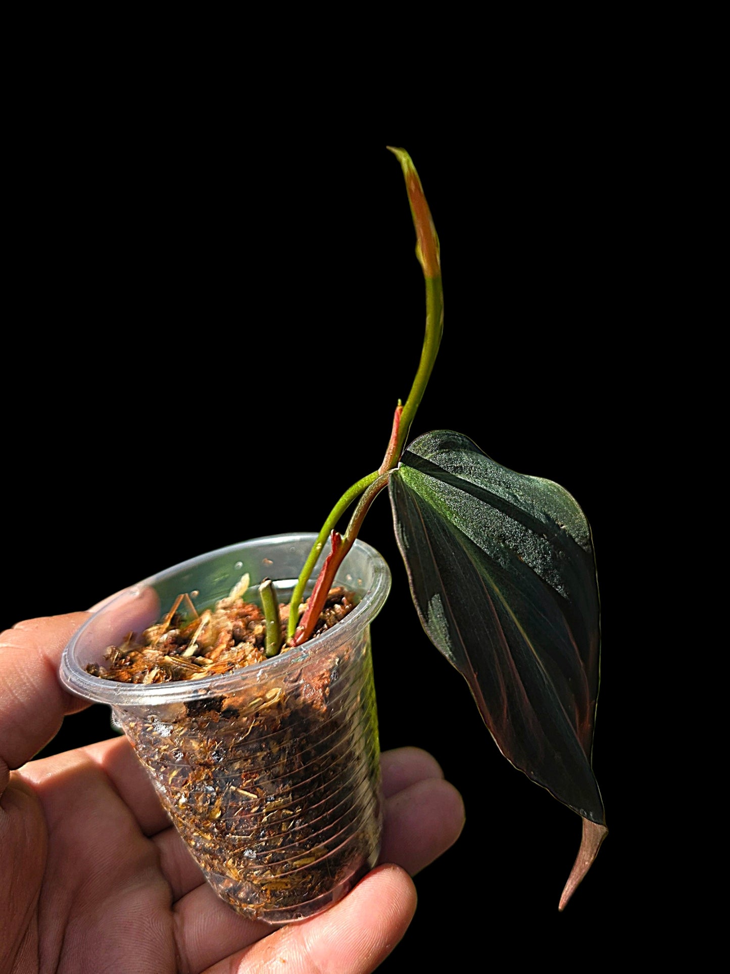 Philodendron sp. 'Peruvian Red Velvet Trilobe' (EXACT PLANT)