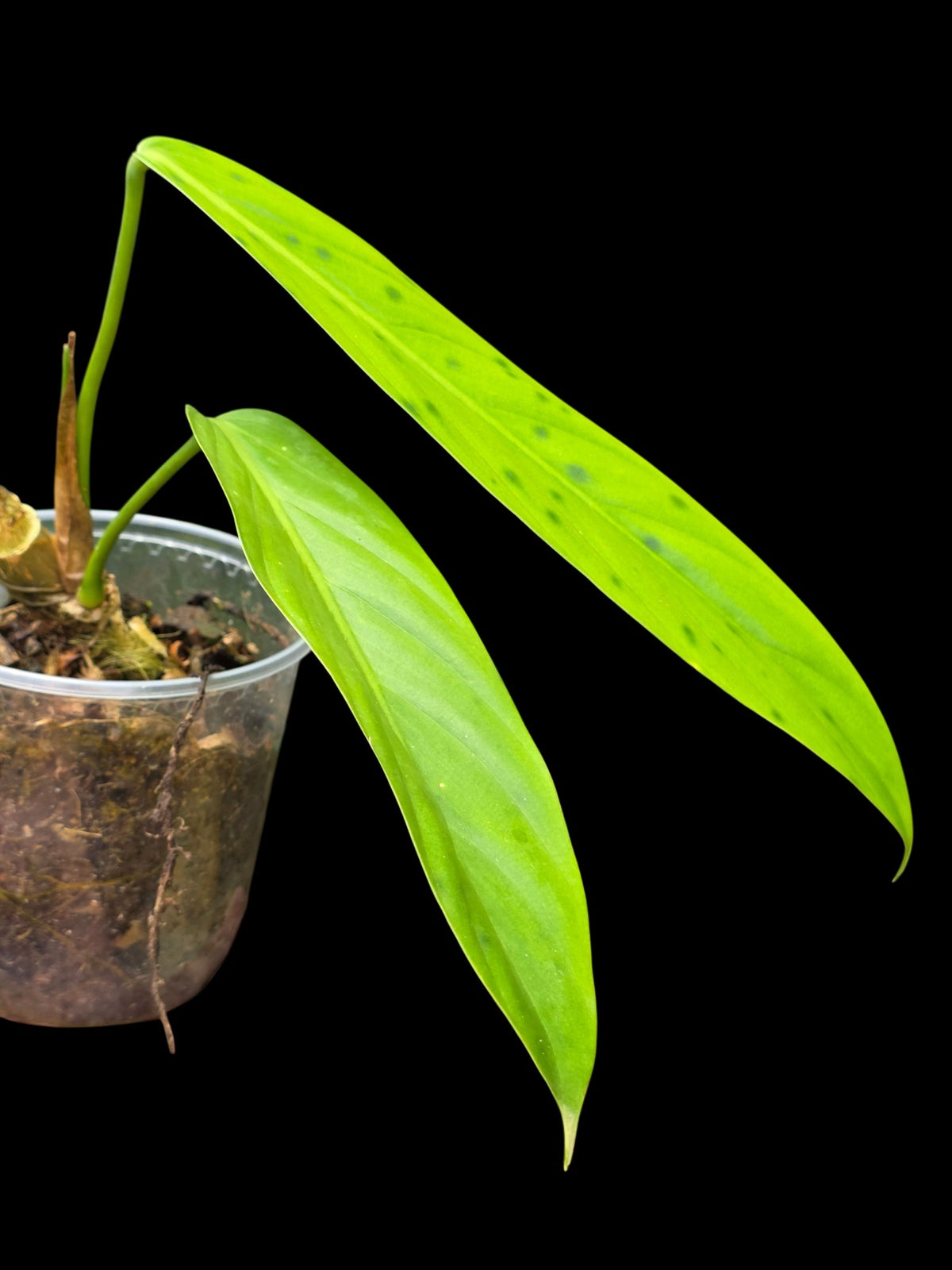 Philodendron sp. 'tenuifolium' (EXACT PLANT)