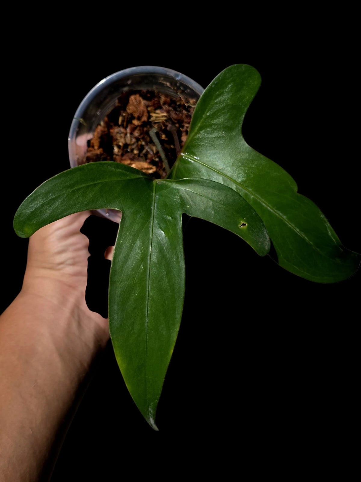 Anthurium sp. 'Tridentatum' (EXACT PLANT)