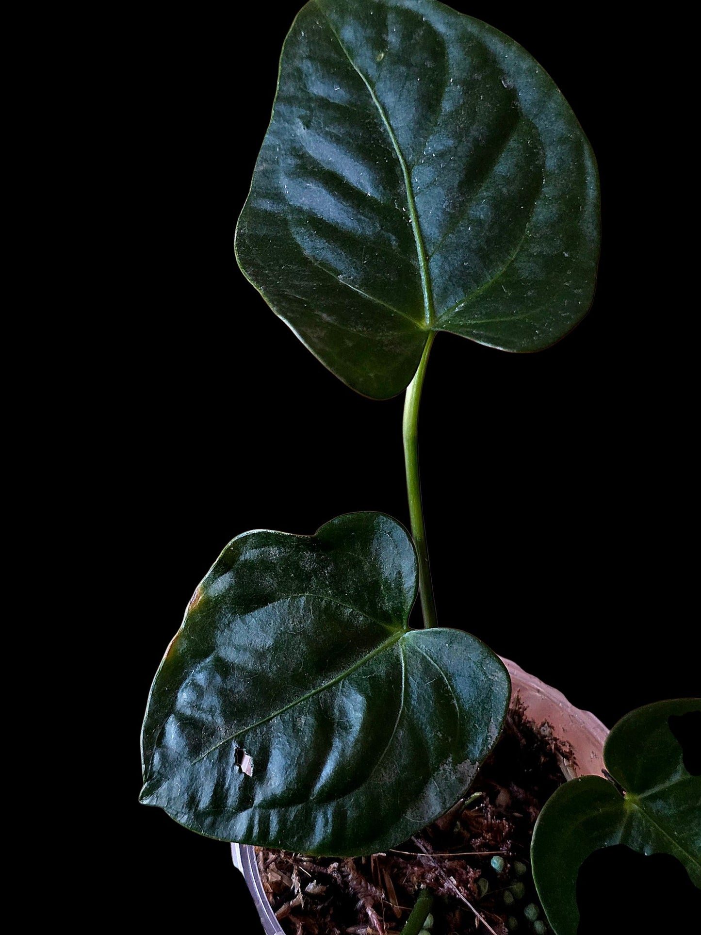 Anthurium sp. 'Peru Dark' (EXACT PLANT)