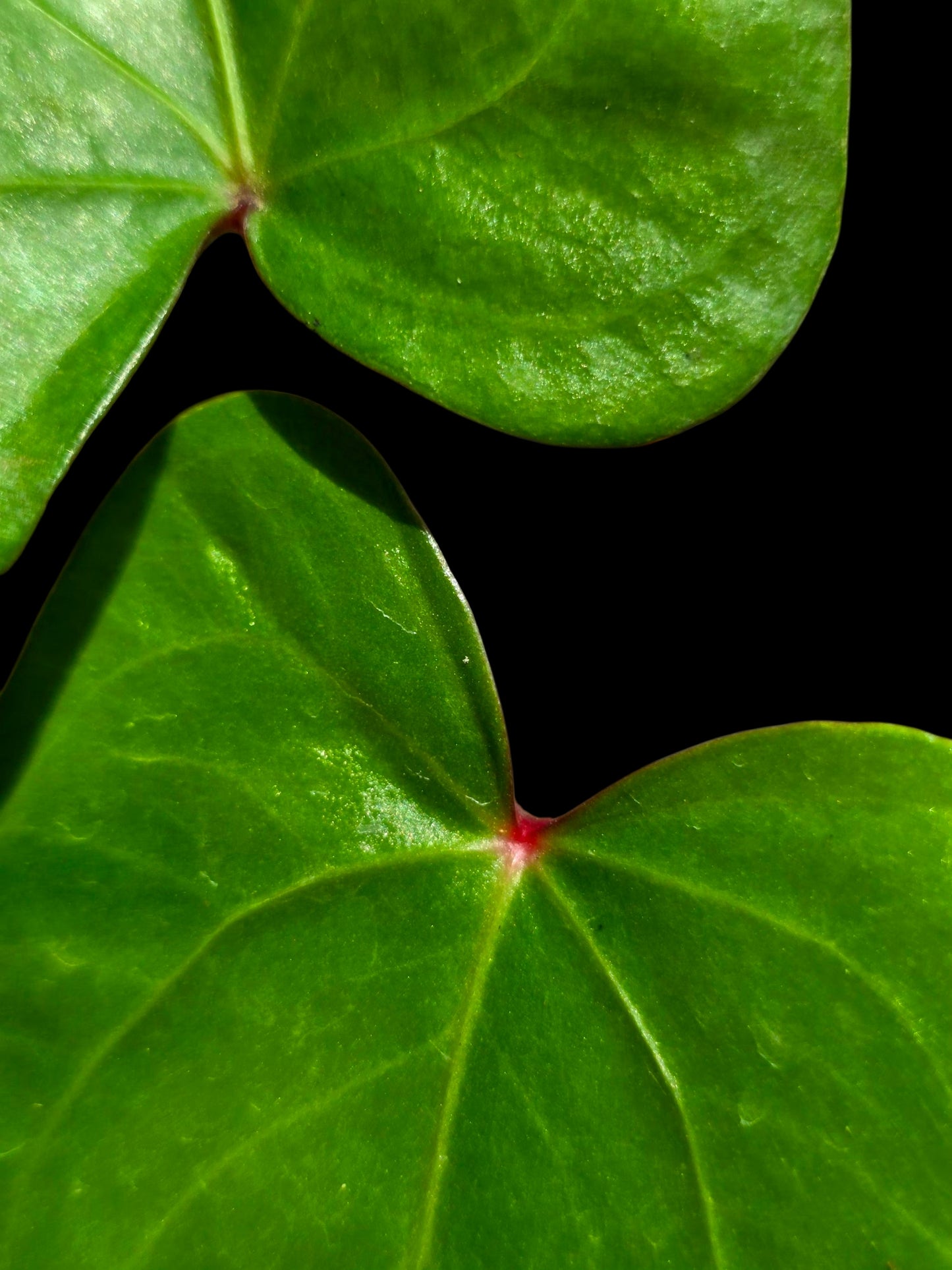 Anthurium sp. 'Amazon Red Petiole' (EXACT PLANT)