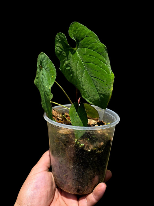 Anthurium sp. 'Purple Velvet' Bullate Leaves (EXACT PLANT)