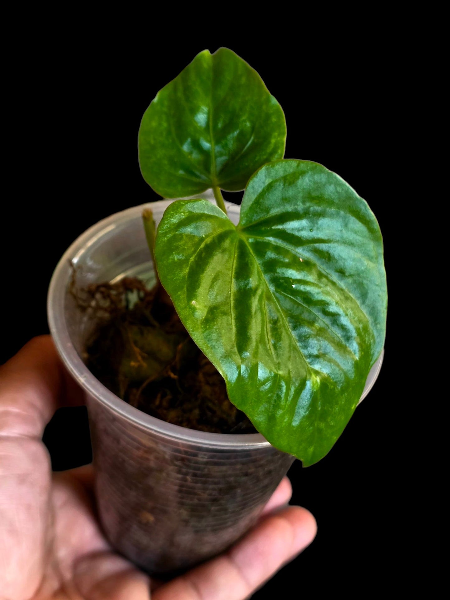 Anthurium Debilis  (EXACT PLANT)