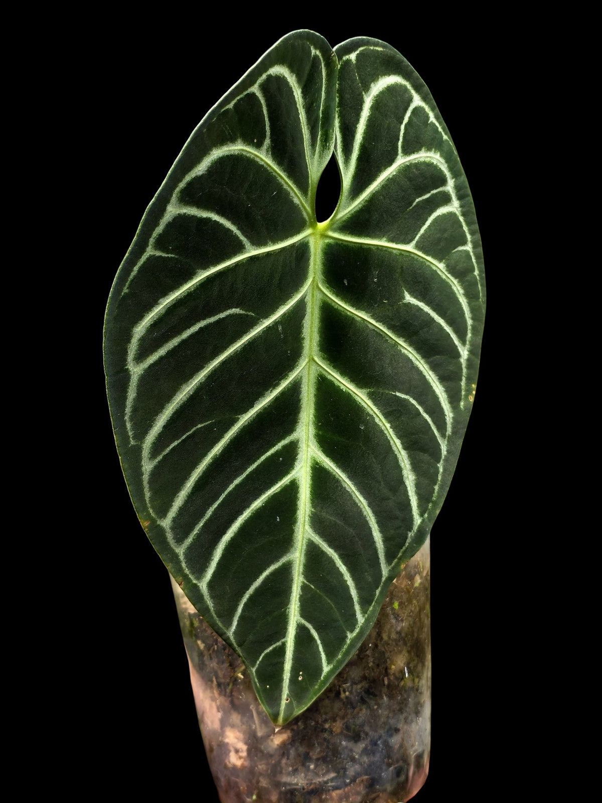 Anthurium Regale White Stripes (EXACT PLANT)