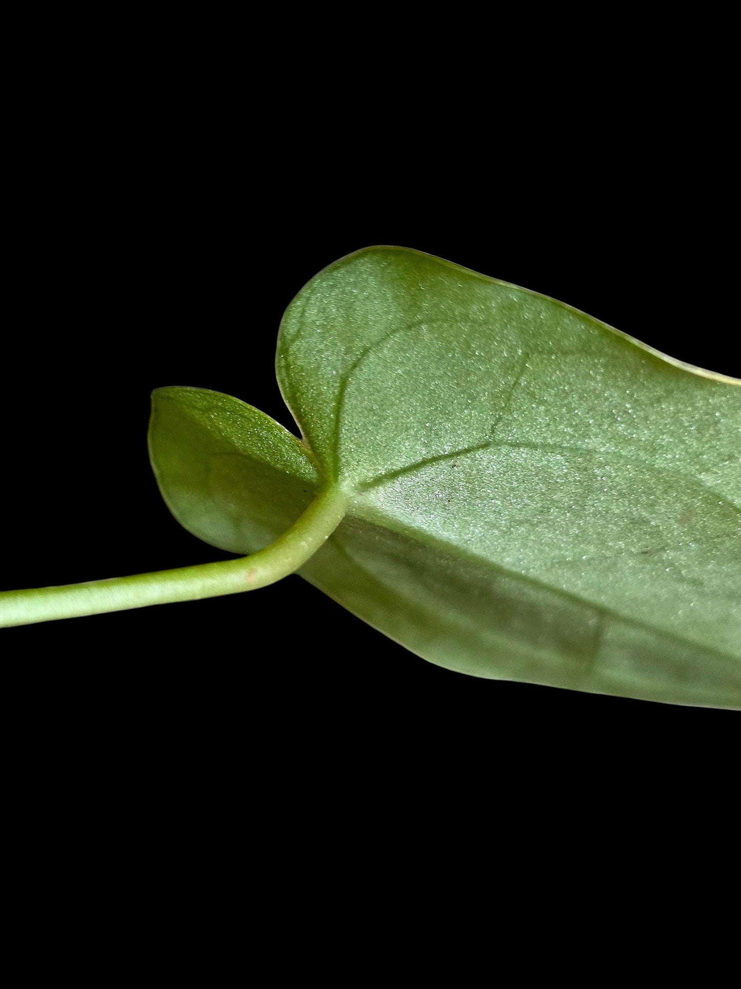 Anthurium Crystallinum X Forgetii (EXACT PLANT)