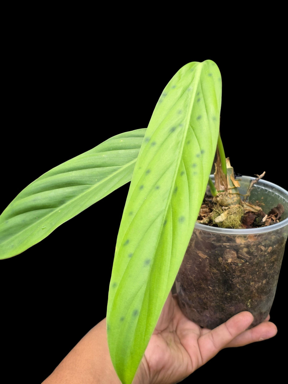 Philodendron sp. 'tenuifolium' (EXACT PLANT)