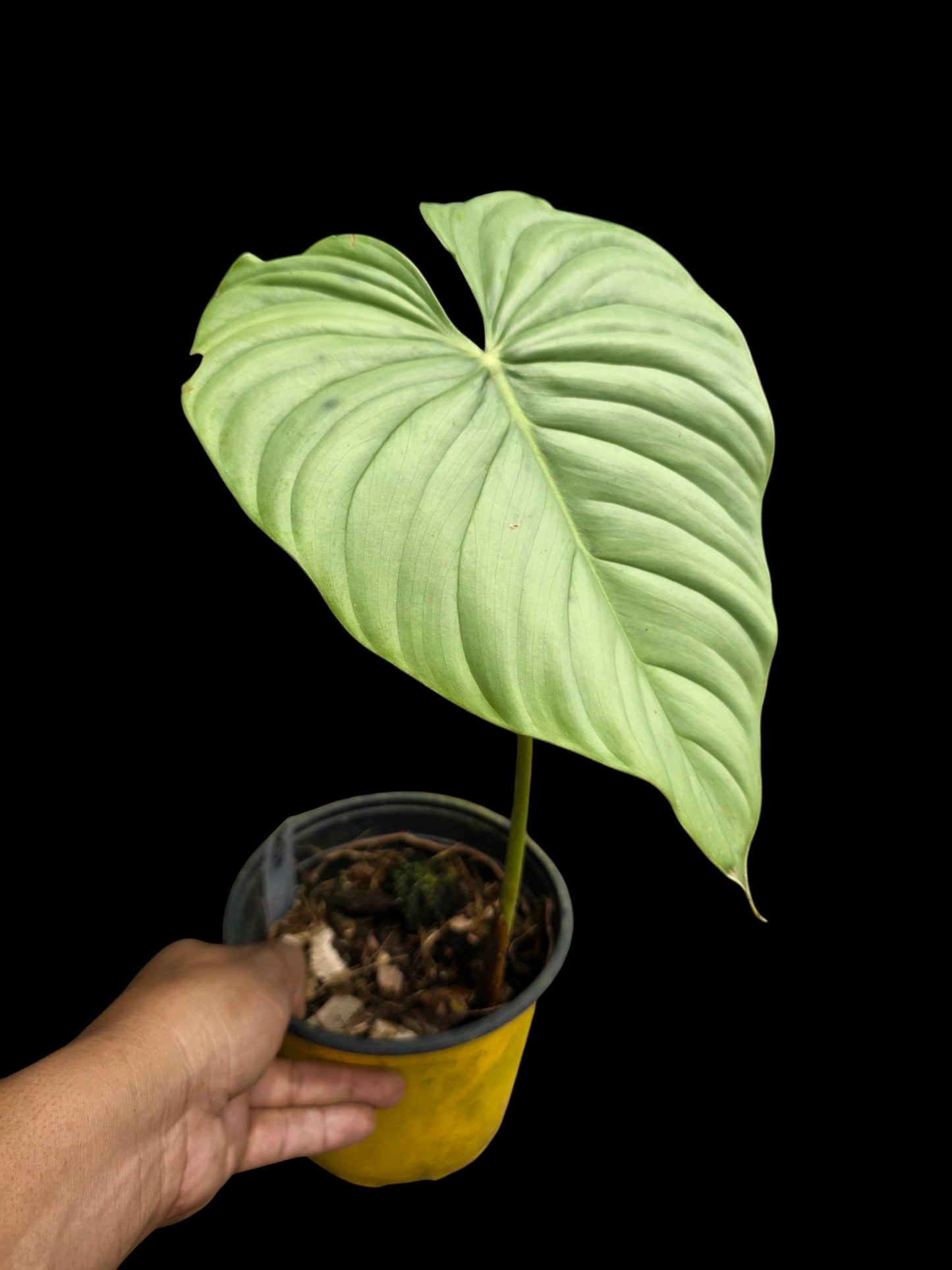 Philodendron sp. 'Silver Angel' (EXACT PLANT)