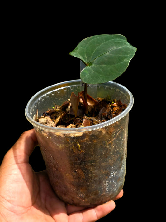 Anthurium sp. 'Huanuco Velvet' (EXACT PLANT)