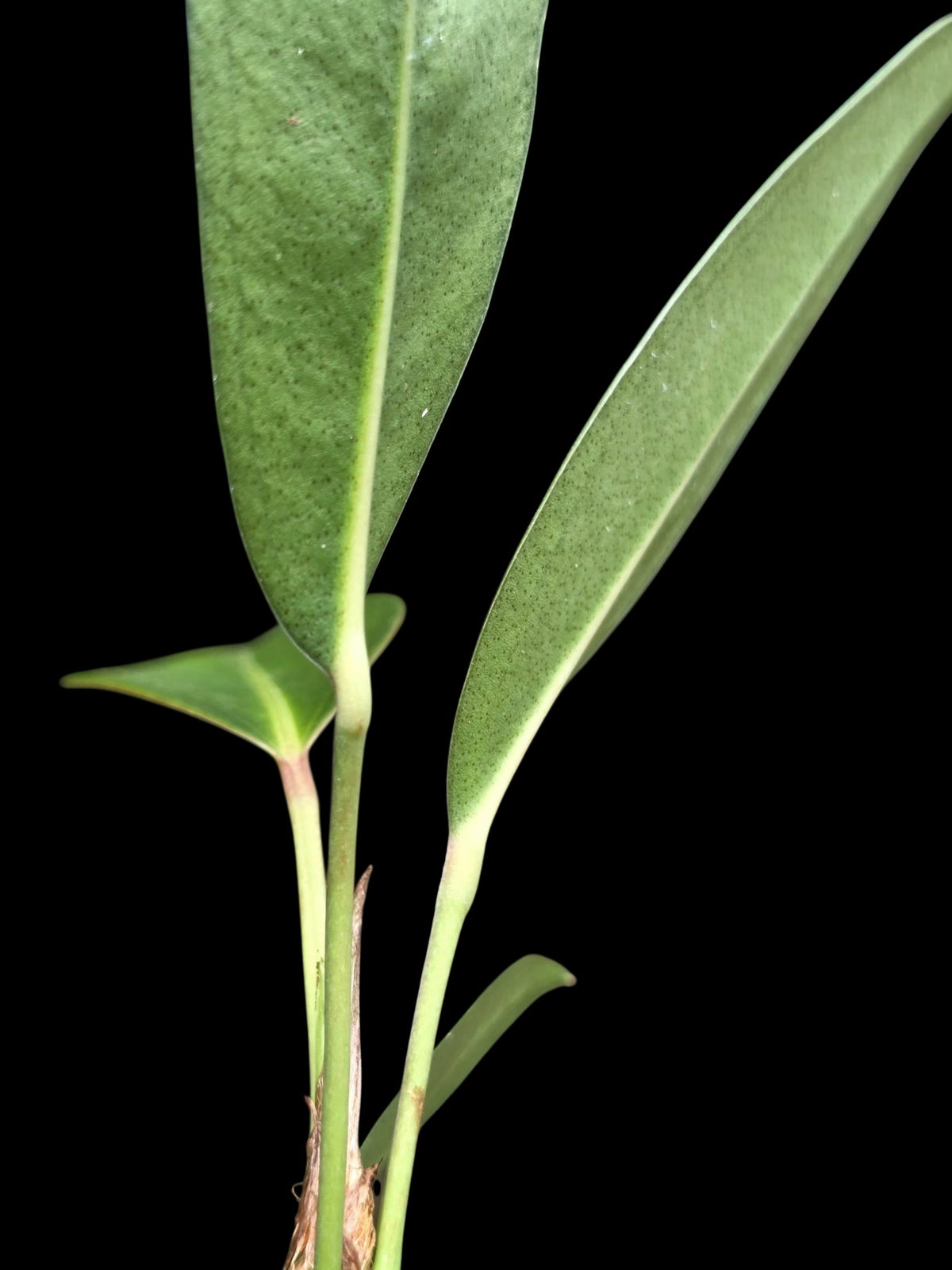 Anthurium sp. 'El Pongo' (EXACT PLANT)