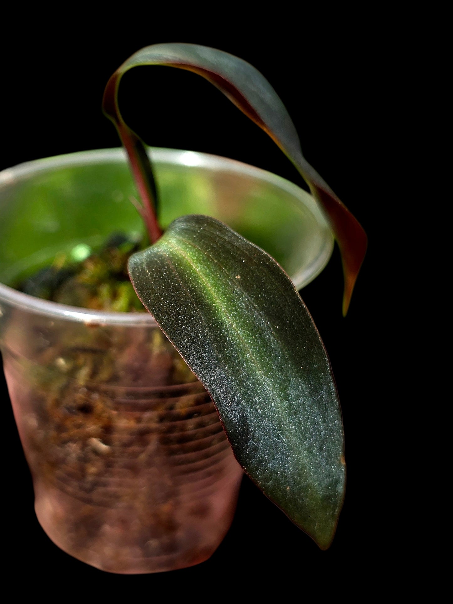 Philodendron sp. 'Peruvian Red Velvet Trilobe' (EXACT PLANT)