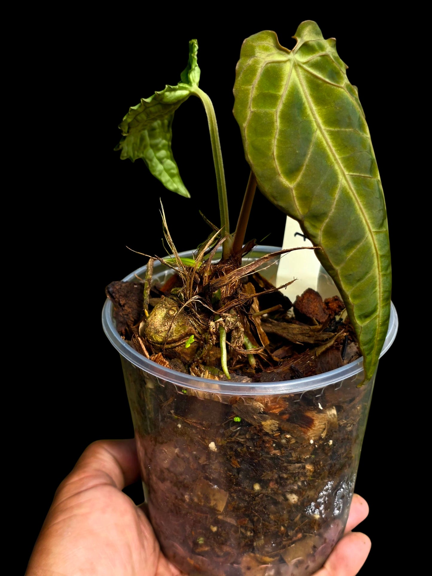 Anthurium sp. 'Andinum Lattice Crispus' Metamorphosis Phenotype (EXACT PLANT)