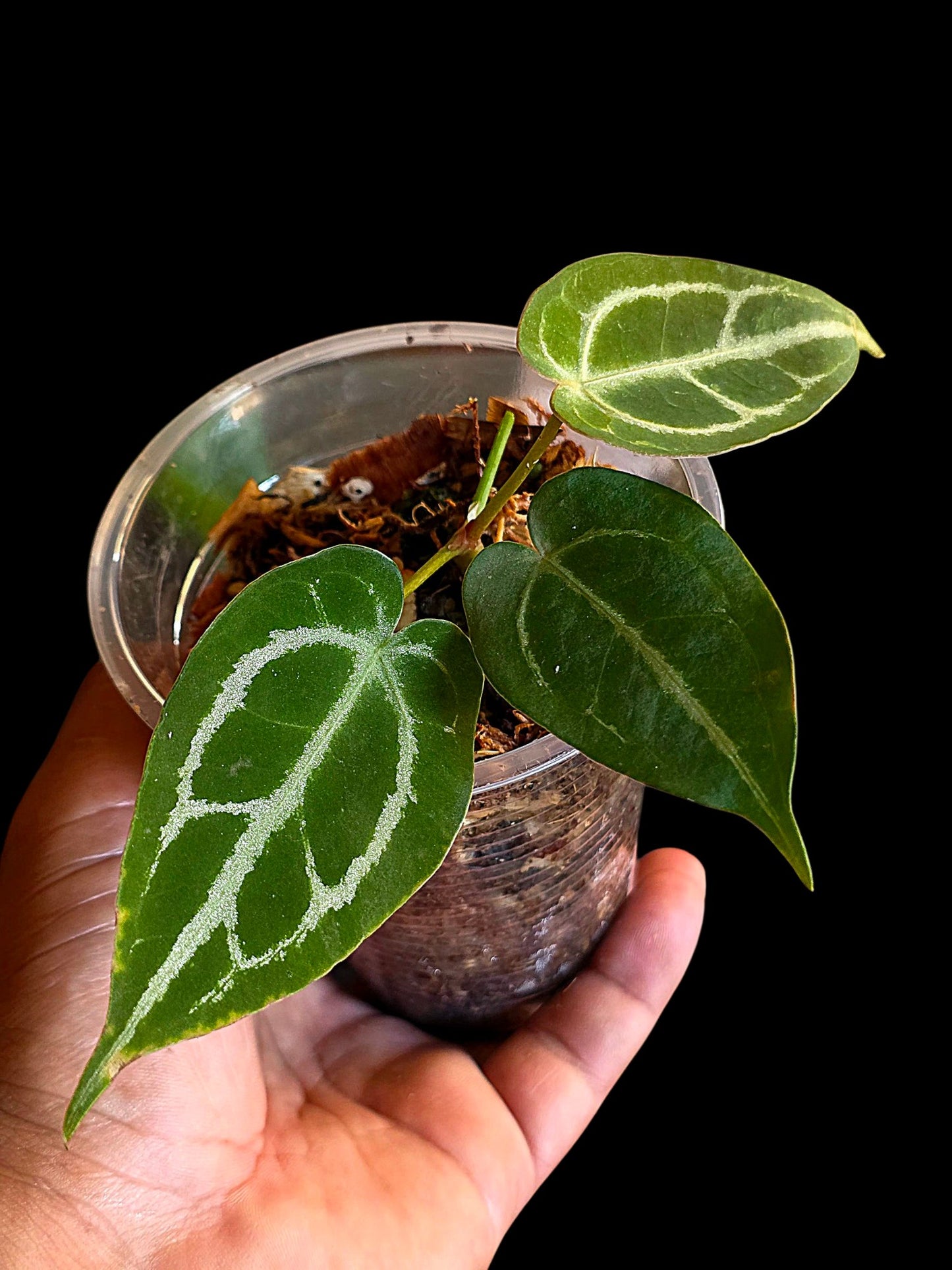 Anthurium Crystallinum X Forgetii (EXACT PLANT)