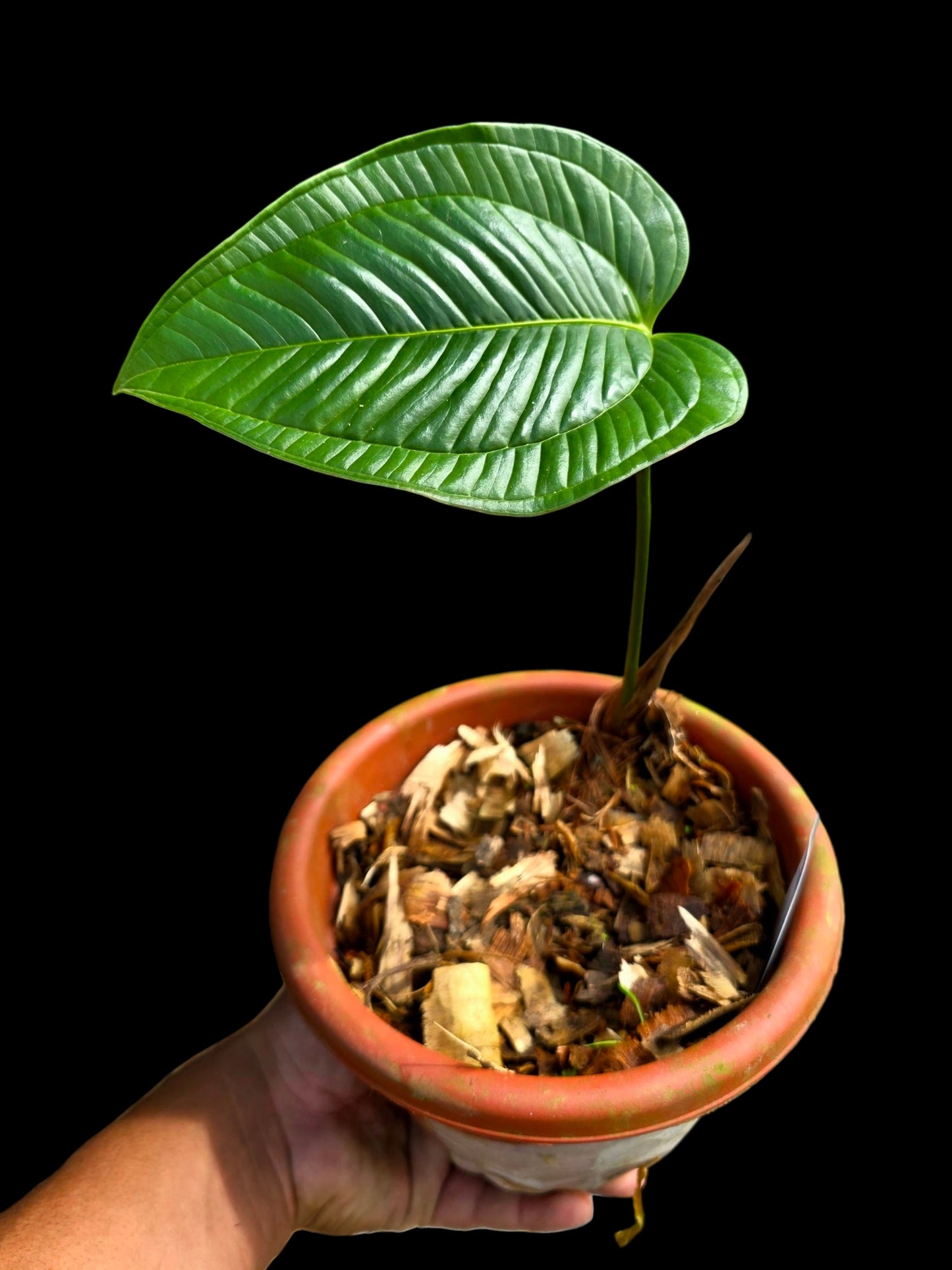 Anthurium Garskinii Croat (EXACT PLANT)
