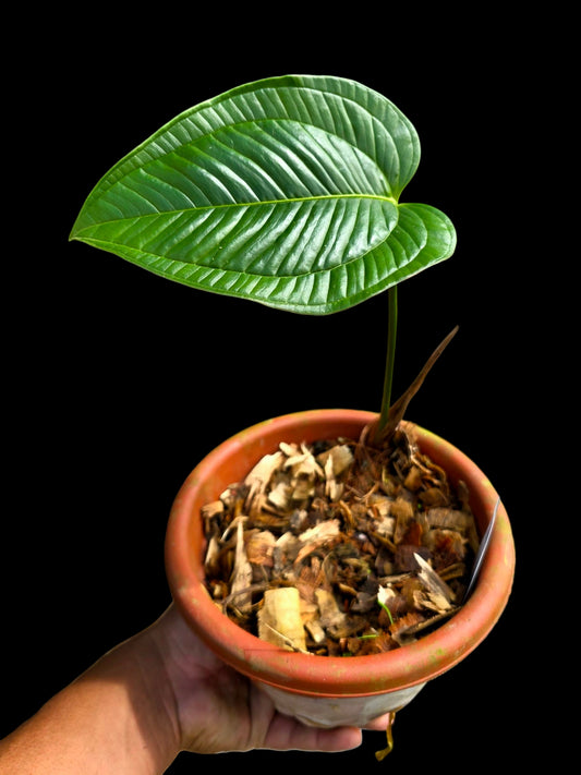 Anthurium Garskinii Croat (EXACT PLANT)