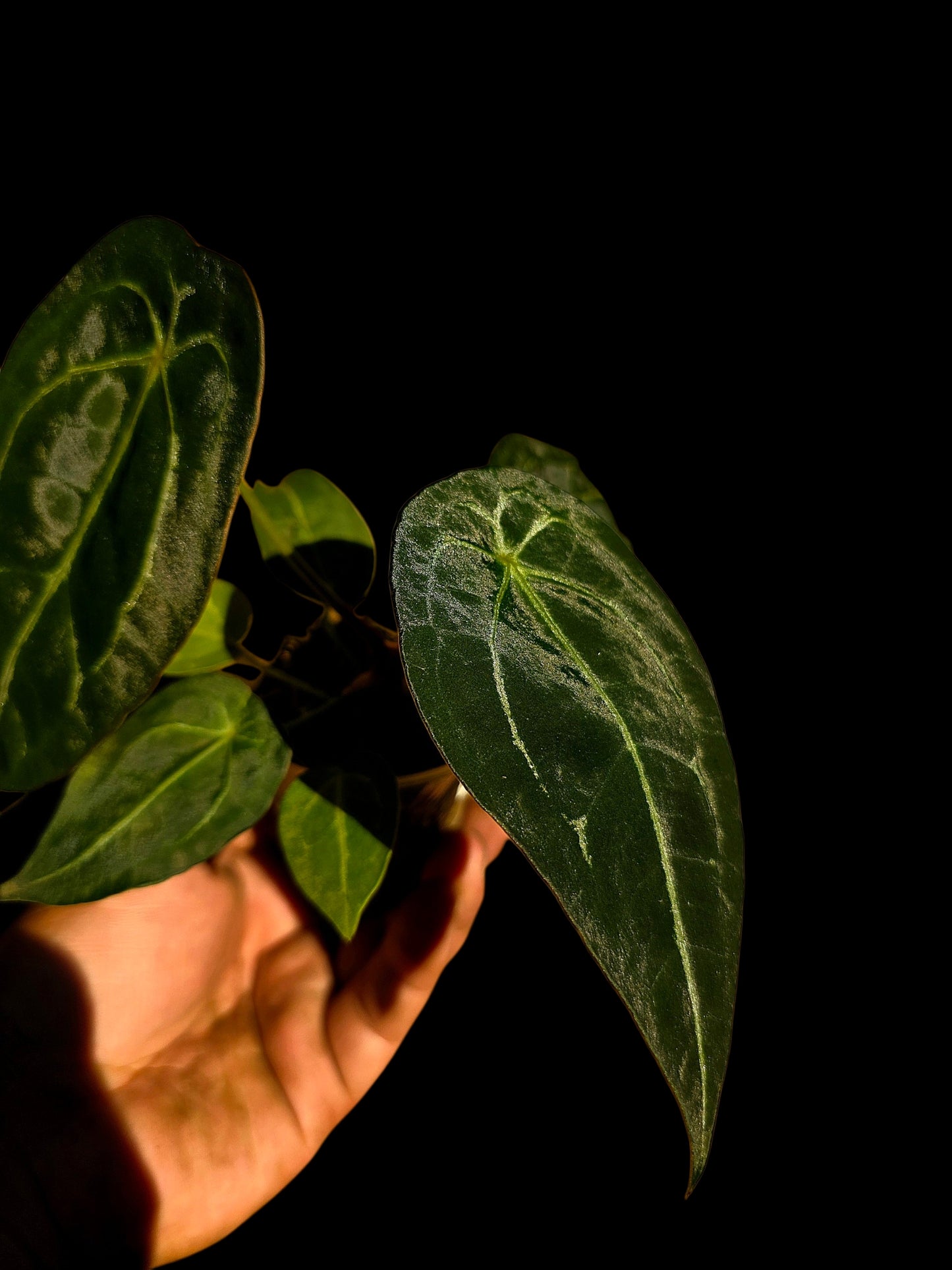 Anthurium Forgetii Narrow Form (EXACT PLANT)