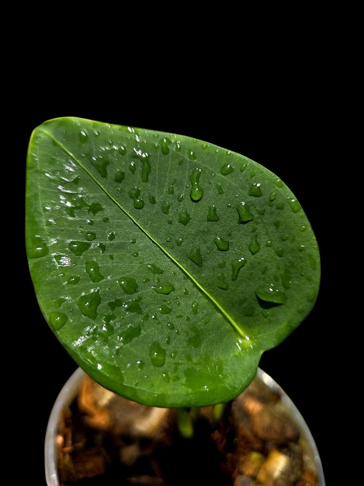 Anthurium Peltigerum 'Turtle Shell' (EXACT PLANT)