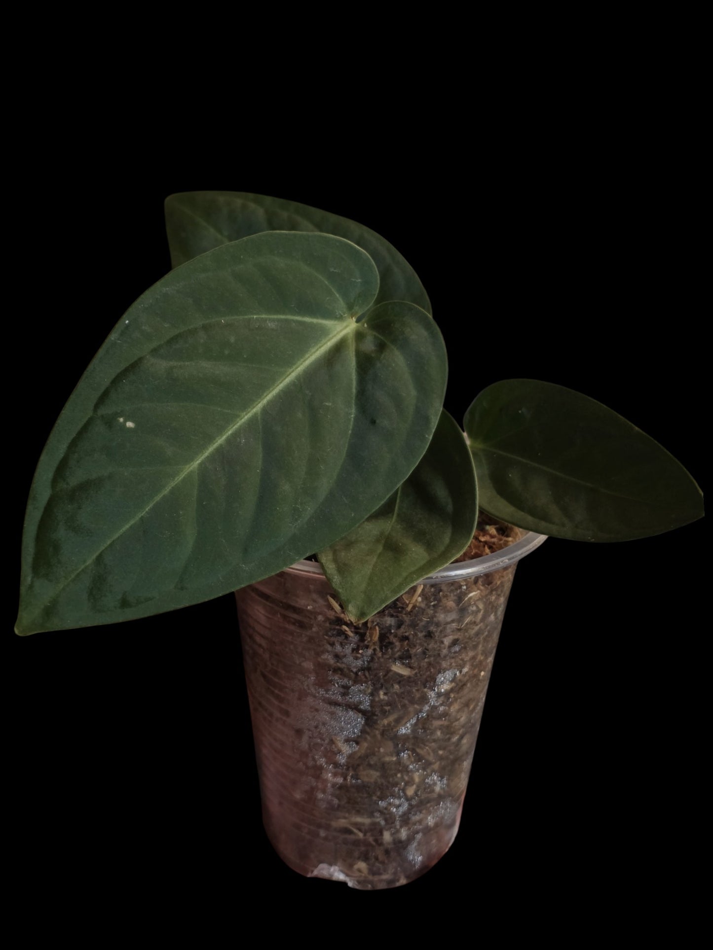 Anthurium Pulcachense Dark (EXACT PLANT)