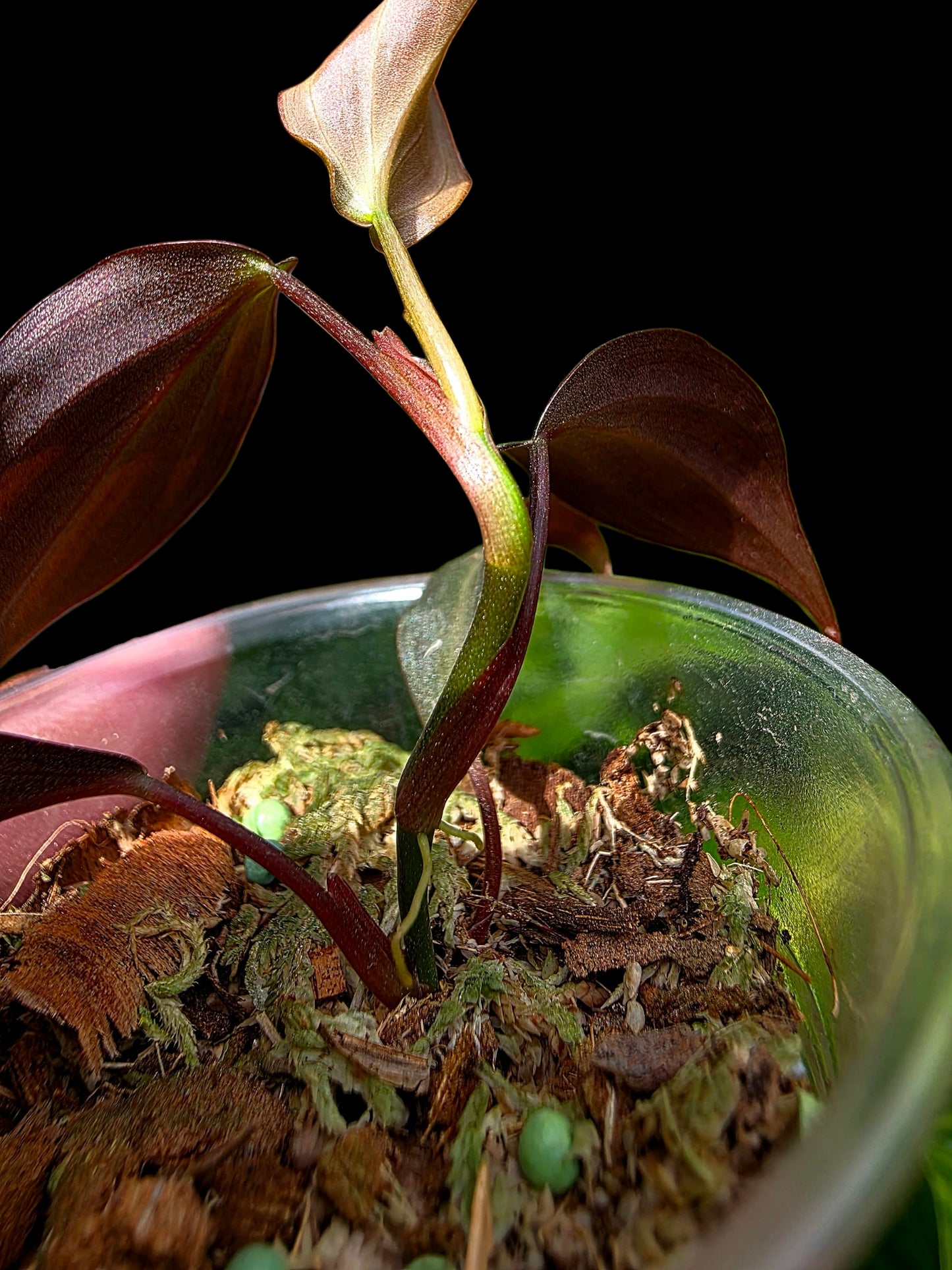 Philodendron sp. 'Peruvian Red Velvet Trilobe' (EXACT PLANT)