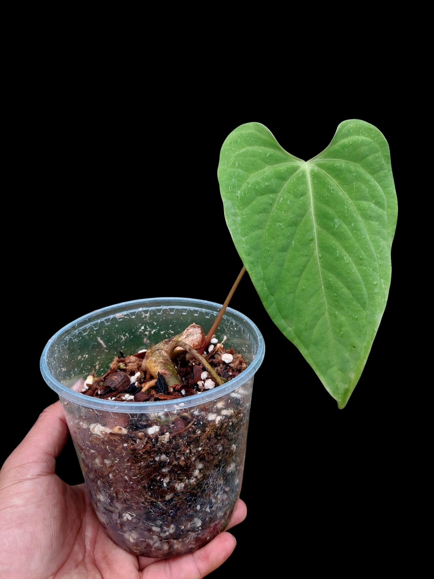 Anthurium sp. "Tarapoto Velvet" Wild Ecotype (EXACT PLANT)