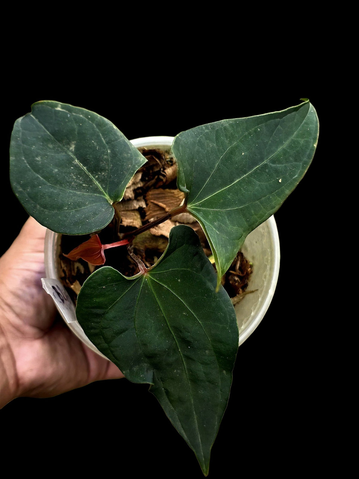 Anthurium sp. 'Huanuco Dark Velvet' Wild Ecotype (EXACT PLANT)