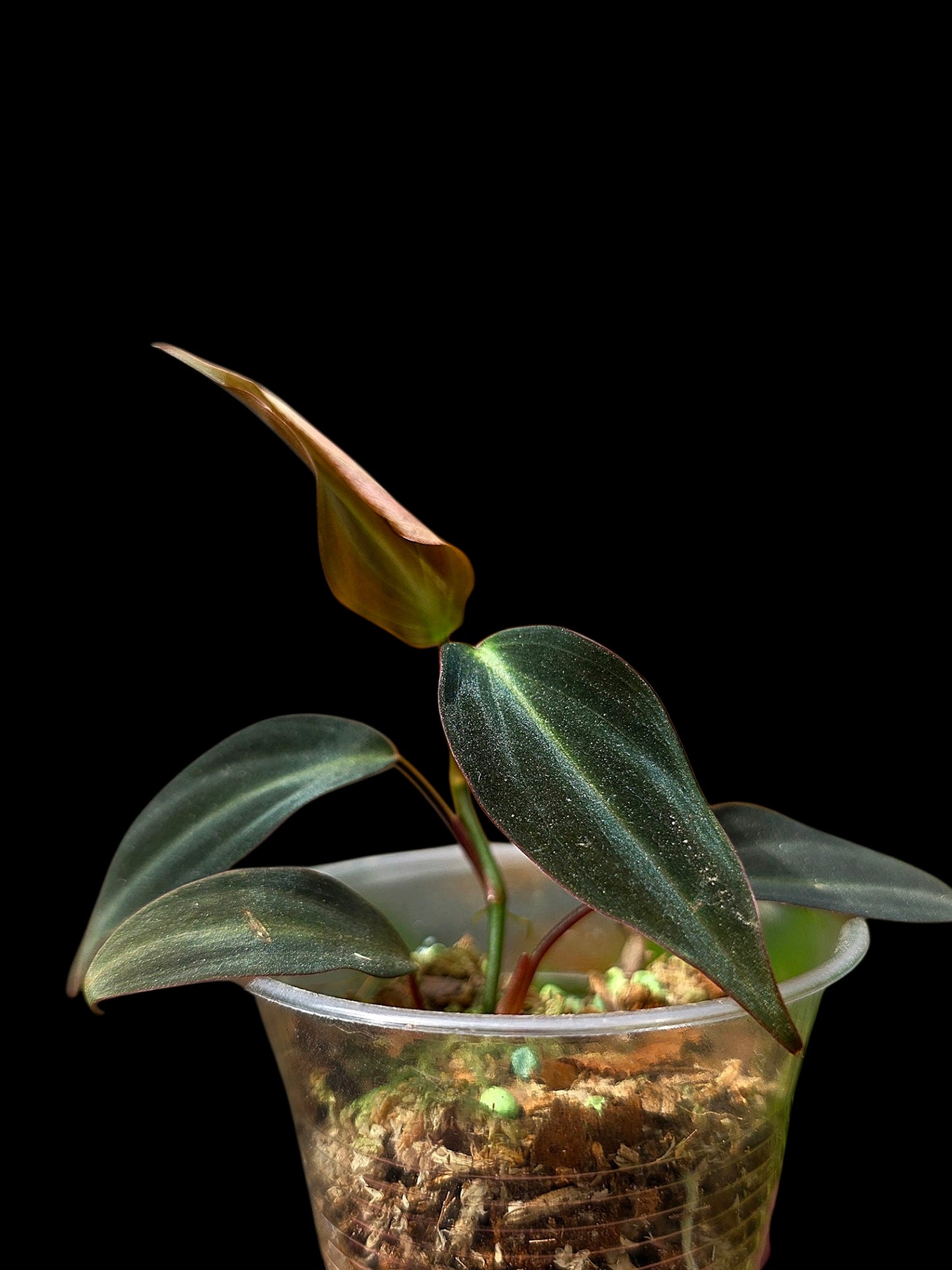 Philodendron sp. 'Peruvian Red Velvet Trilobe' (EXACT PLANT)