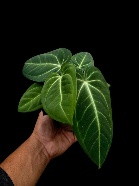 Anthurium Villenaorum with 9 Leaves (EXACT PLANT)