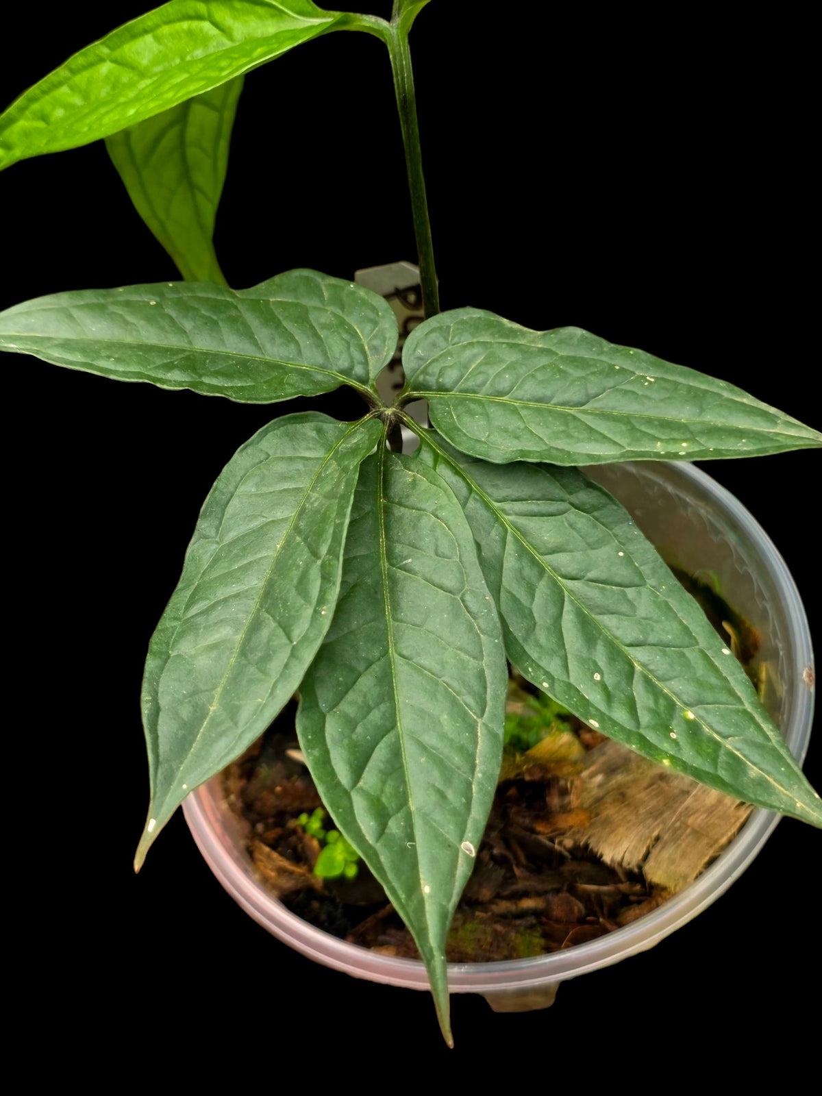 Anthurium sp. 'Abiseo Silver Fingers' (EXACT PLANT)