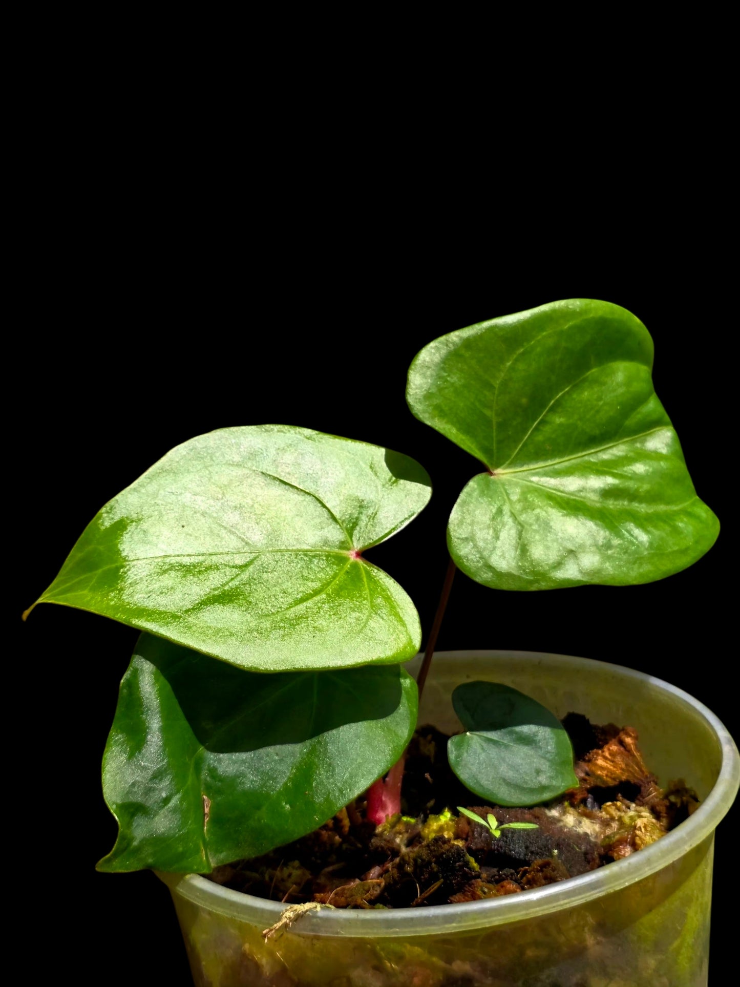 Anthurium sp. 'Amazon Red Petiole' (EXACT PLANT)