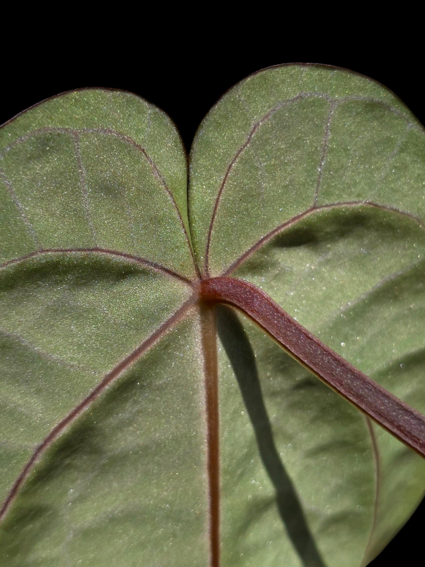 Anthurium Carlablackiae Wild Ecotype  (EXACT PLANT)