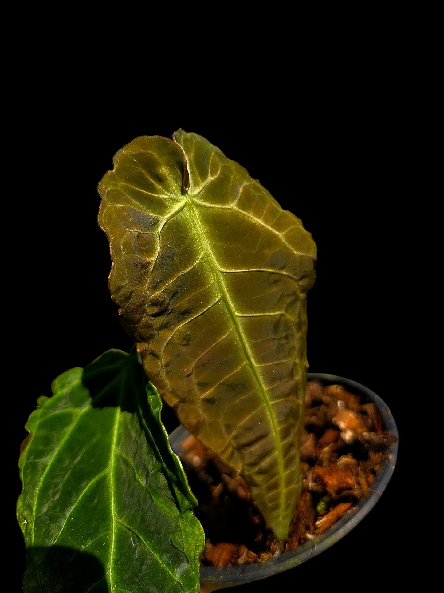 Anthurium sp. 'Andinum Lattice Crispus' Metamorphosis Phenotype (EXACT PLANT)